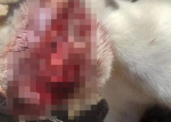 Gato morre após levar tiro, em Solidão