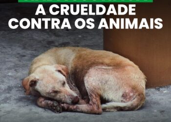 Blog Mais Pajeú Intensifica Luta pela Causa Animal com novas ações
