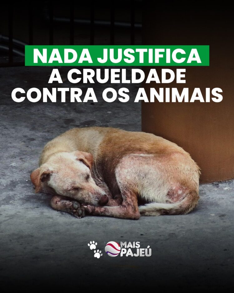 Blog Mais Pajeú Intensifica Luta pela Causa Animal com novas ações