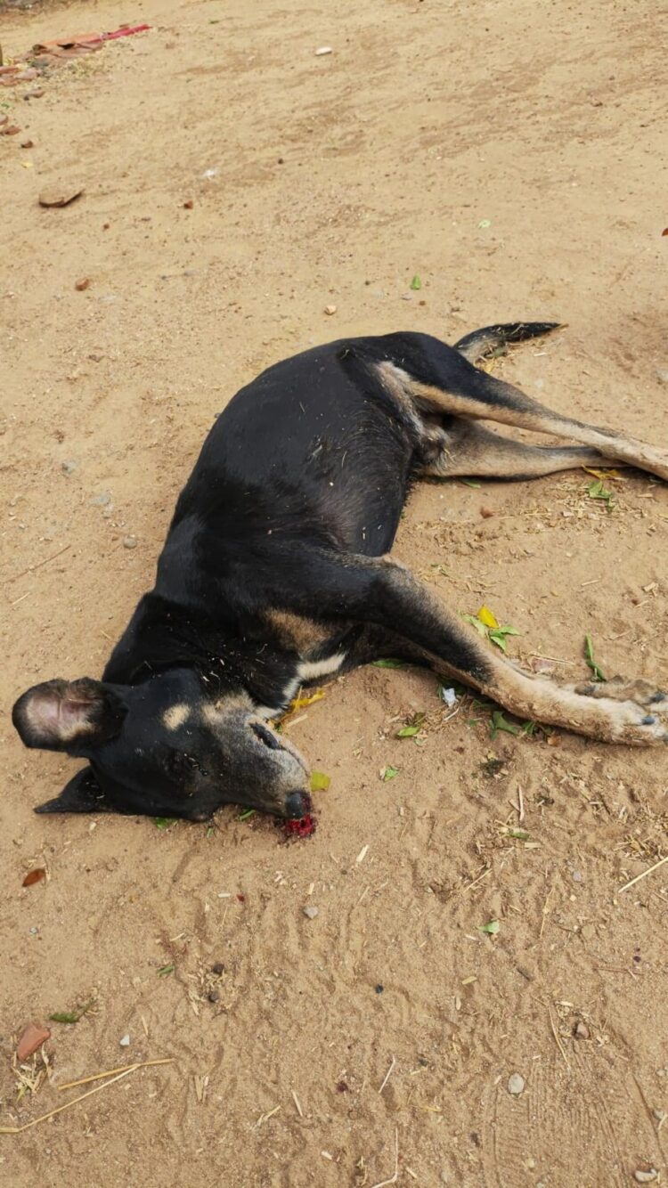 Cachorros estão sendo envenenados em série no sítio Santo Antônio 1