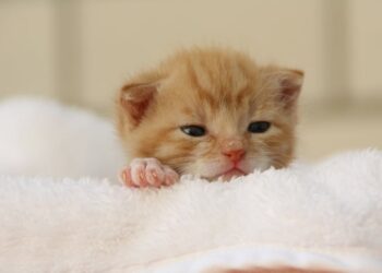 Tabira: homem mata filhote de gato após o arremessar contra a parede e se recusa a pagar consumo em bar