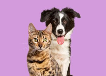 Animais Domésticos terão direito a RG com cadastro nacional