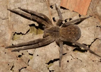 Picada de aranha-armadeira causa ereção por mais de 2 horas
