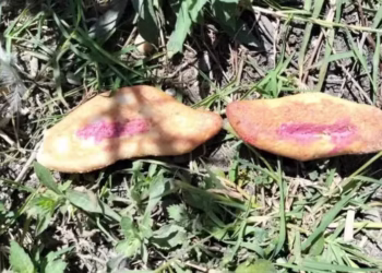 Três crianças morrem após comer pão envenenado que era destinado a cães de rua