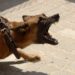 Moradores denunciam que cachorros de rua atacam pessoas em região do Centro de Afogados