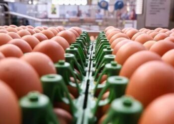 Saiba por que o preço do ovo disparou até 40% em apenas uma semana