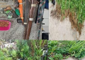 Polícia localiza plantação de maconha e apreende armas em Itapetim