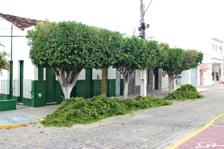 Governo Municipal de Iguaracy promove poda de árvores e melhora a estética urbana, iluminação pública e segurança
