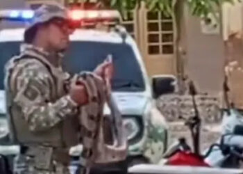 No interior de PE: Homem leva jiboia para bar e acaba na delegacia