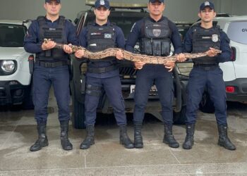 Guarda Municipal captura jiboia que predava galinhas na zona rural de Tabira