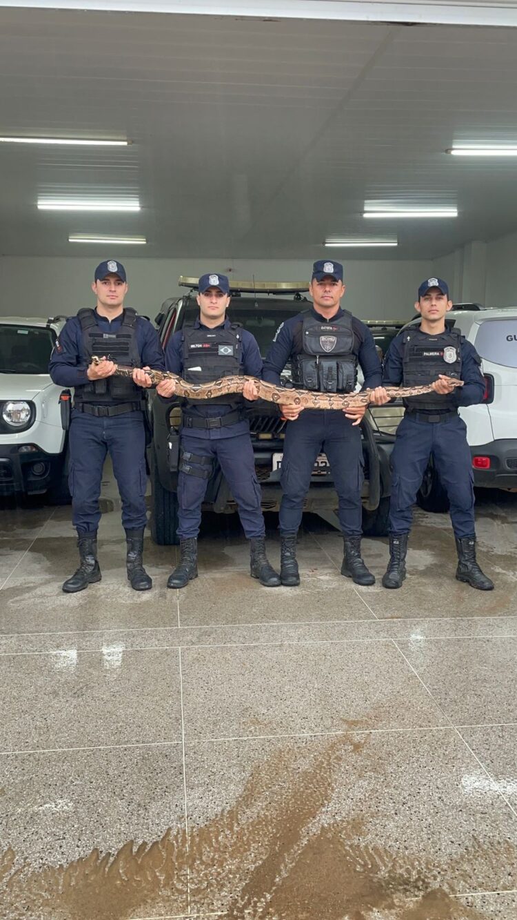 Guarda Municipal captura jiboia que predava galinhas na zona rural de Tabira