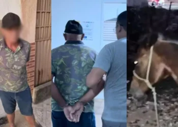 Idoso de 64 anos é preso em flagrante por suspeita de praticar ato sexual com égua em Patos-PB