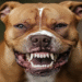Pit bull ataca e mata bebê de 10 meses em Goiânia