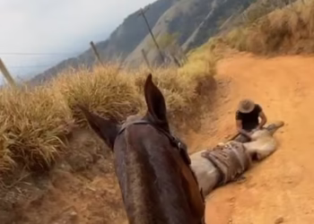 Cavalo mutilado e morto gera revolta nacional