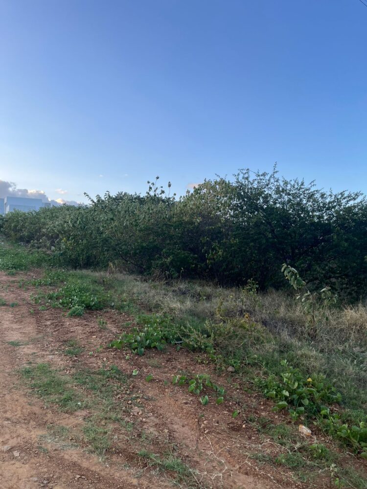 Moradores do bairro Manoel Valadares denunciam terrenos abandonados em Afogados da Ingazeira