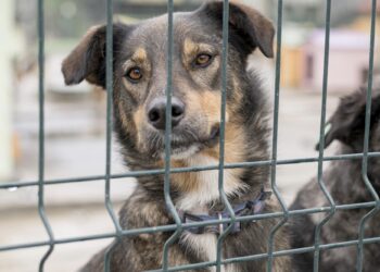 Em Triunfo, homem é flagrado abusando sexualmente de cadela em plena luz do dia