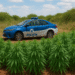 Plantação de maconha é descoberta após denúncia em Afogados da Ingazeira