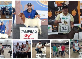 Criadores de Iguaracy são destaques em exposições agropecuárias regionais — Prefeitura e Secretaria de Agricultura parabenizam produtores premiados
