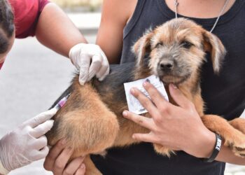 Vacinação antirrábica chega ao Dia D em Tabira com dois pontos fixos de atendimento, neste sábado (1)