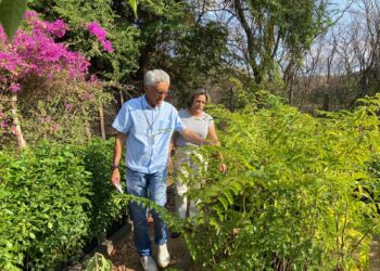 Prefeitura de Afogados busca parcerias para arborização da cidade