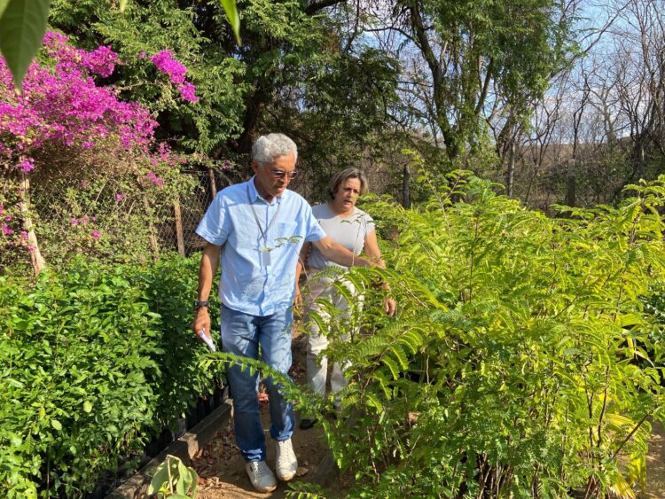 Prefeitura de Afogados busca parcerias para arborização da cidade