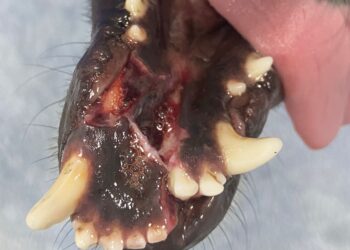 Crueldade: uma cadela de rua é agredida no bairro Sobreira, em Afogados da Ingazeira