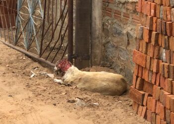Uma cadela com ferimentos graves precisa de ajuda em Afogados da Ingazeira