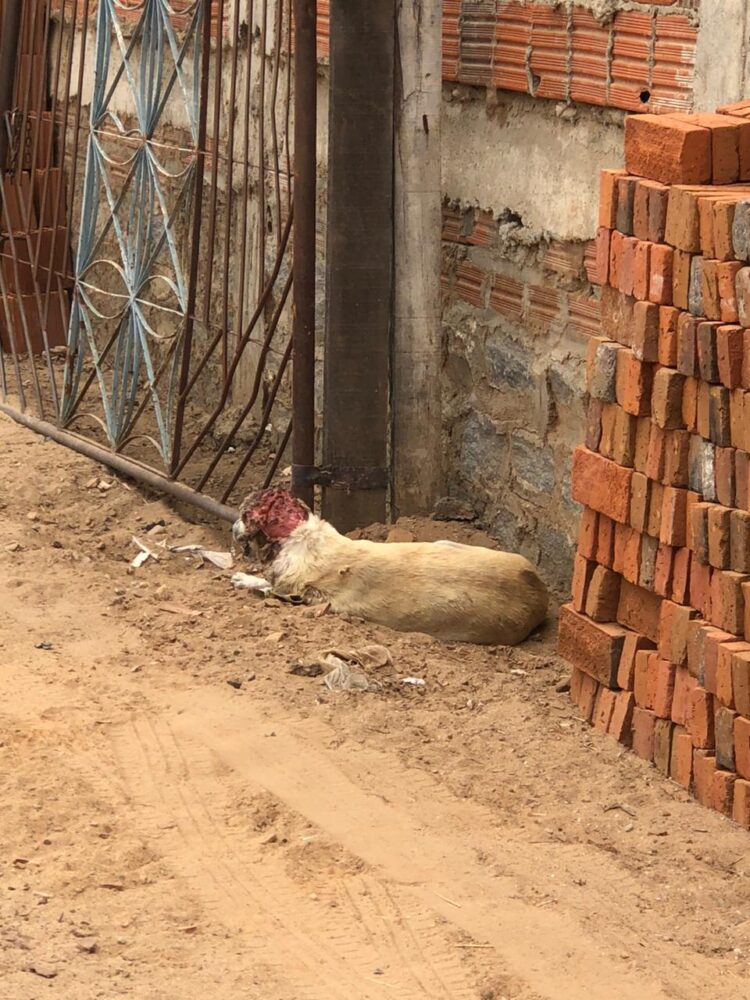 Uma cadela com ferimentos graves precisa de ajuda em Afogados da Ingazeira