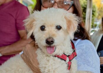 Em Afogados, vacinação antirrábica segue até o dia 17 de Novembro
