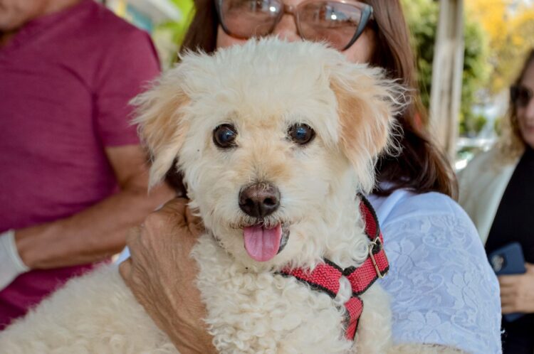 Em Afogados, vacinação antirrábica segue até o dia 17 de Novembro