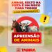 Prefeito de Tabira sanciona lei que regulamenta apreensão e destinação de animais soltos nas vias públicas