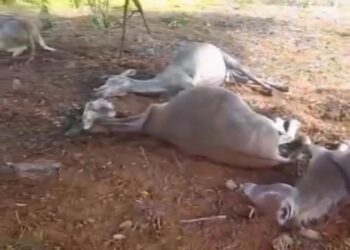 Raio atinge animais em São José do Belmonte