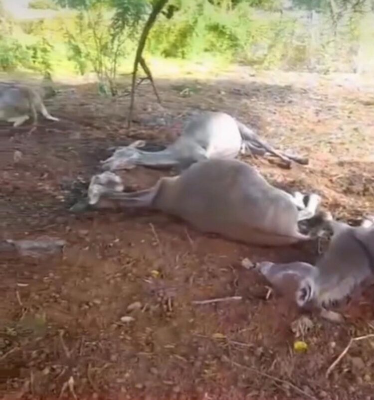 Raio atinge animais em São José do Belmonte