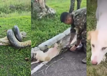 Sucuri gigante ataca cachorro em quartel do Exército