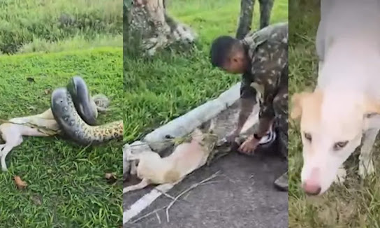 Sucuri gigante ataca cachorro em quartel do Exército