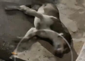 Animais estão sendo vítimas de crueldade em Solidão