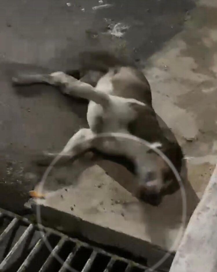 Animais estão sendo vítimas de crueldade em Solidão