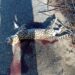 Uma onça-jaguatirica foi atropelada às margens da PE-292
