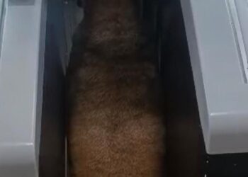 Afogados: cadela se esconde em mercado após susto com bombas