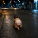 Bebê é encontrado engatinhando sozinho em avenida durante a madrugada; mãe tinha saído para uma festa