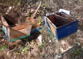 Gestão de Brejinho Repudia Ataques Criminosos aos Apiários do município