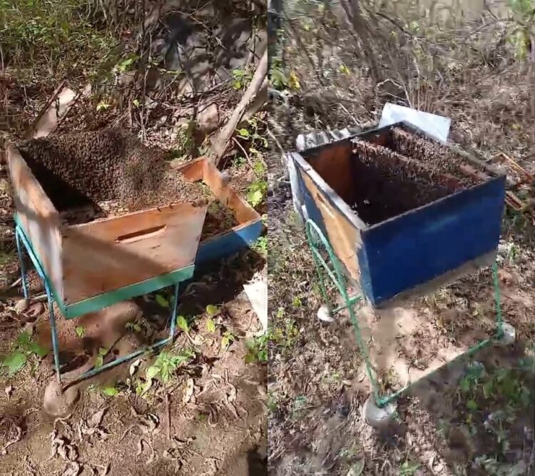 Gestão de Brejinho Repudia Ataques Criminosos aos Apiários do município