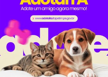 Itapetim lança plataforma digital para adoção de animais carentes