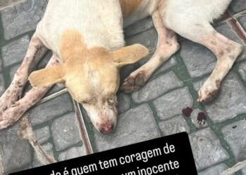 Moradores denunciam maus-tratos contra cachorro no Centro de Afogados da Ingazeira