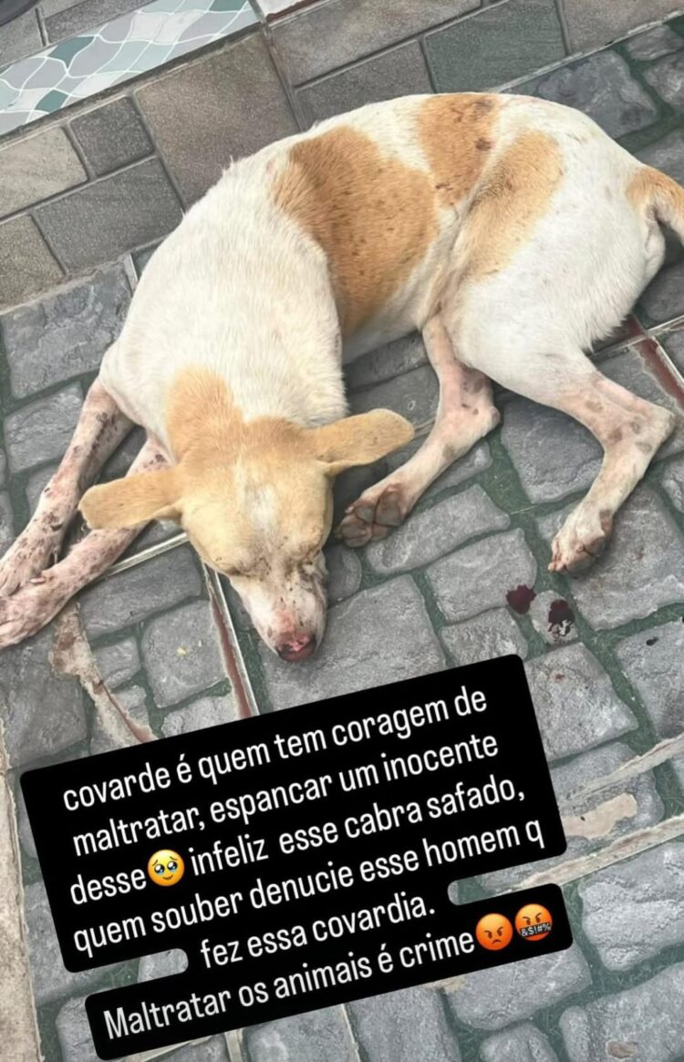 Moradores denunciam maus-tratos contra cachorro no Centro de Afogados da Ingazeira