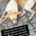 Moradores denunciam maus-tratos contra cachorro no Centro de Afogados da Ingazeira