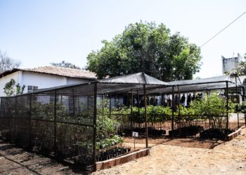 Prefeitura de Afogados e Comitê de Bacia do São Francisco firmarão parcerias para projetos hidro ambientais